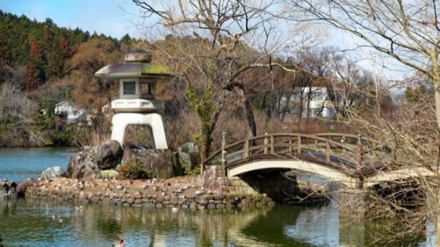 三島池　水鳥の群れ